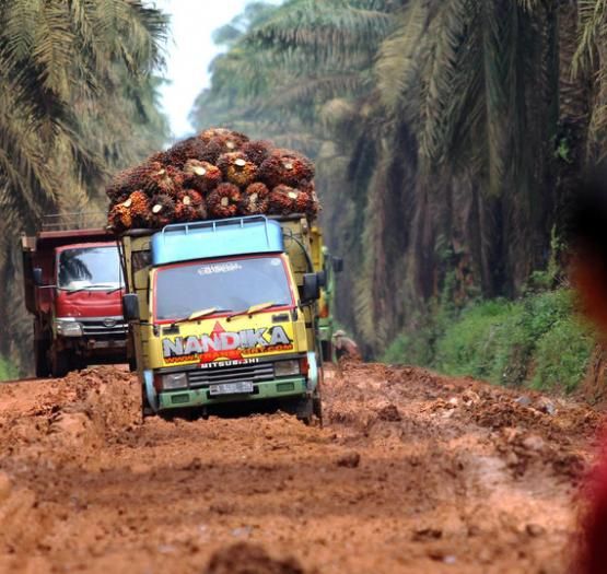 Indonesia to set February crude palm oil export tax at $18 per tonne